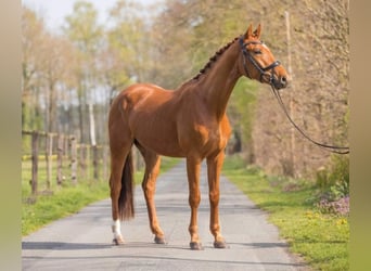 Oldenbourg, Hongre, 3 Ans, 166 cm, Alezan