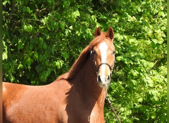 Oldenbourg, Hongre, 3 Ans, 166 cm, Alezan