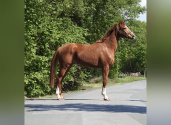 Oldenbourg, Hongre, 3 Ans, 166 cm, Alezan