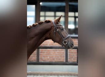 Oldenbourg, Hongre, 3 Ans, 167 cm, Alezan brûlé