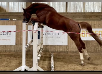 Oldenbourg, Hongre, 3 Ans, 167 cm, Alezan