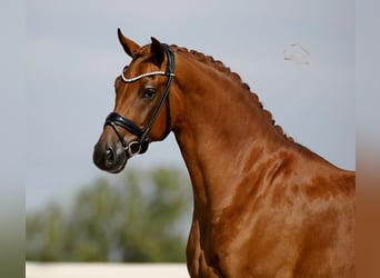 Oldenbourg, Hongre, 3 Ans, 167 cm, Alezan