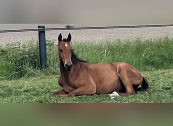 Oldenbourg, Hongre, 3 Ans, 167 cm, Bai clair