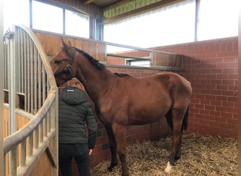 Oldenbourg, Hongre, 3 Ans, 167 cm, Bai clair