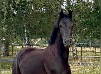 Oldenbourg, Hongre, 3 Ans, 167 cm, Noir
