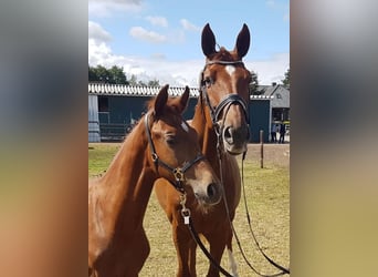 Oldenbourg, Hongre, 3 Ans, 168 cm, Alezan brûlé