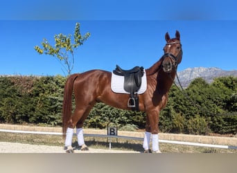 Oldenbourg, Hongre, 3 Ans, 168 cm, Alezan