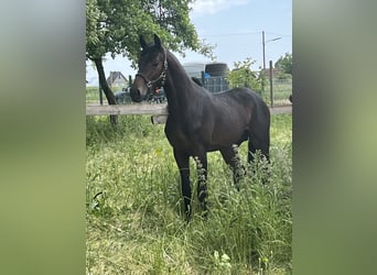 Oldenbourg, Hongre, 3 Ans, 168 cm, Bai brun