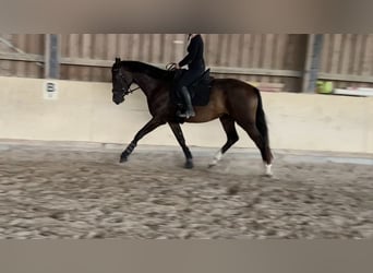 Oldenbourg, Hongre, 3 Ans, 168 cm, Bai brun