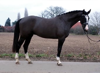 Oldenbourg, Hongre, 3 Ans, 168 cm, Bai brun foncé