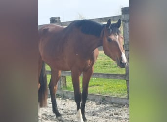 Oldenbourg, Hongre, 3 Ans, 168 cm, Bai