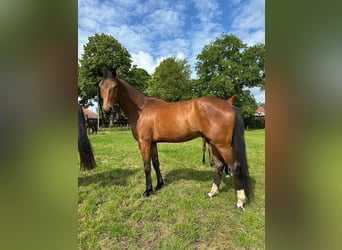 Oldenbourg, Hongre, 3 Ans, 168 cm, Bai