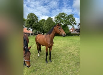 Oldenbourg, Hongre, 3 Ans, 168 cm, Bai