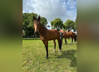 Oldenbourg, Hongre, 3 Ans, 168 cm, Bai