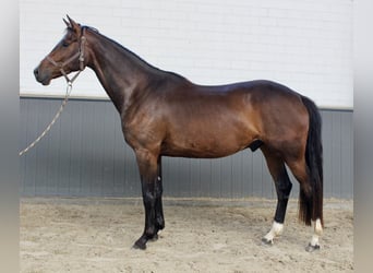 Oldenbourg, Hongre, 3 Ans, 168 cm