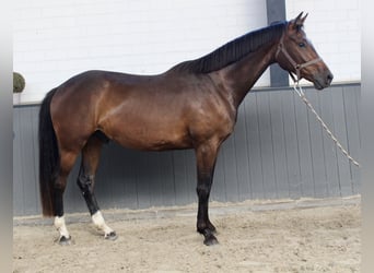 Oldenbourg, Hongre, 3 Ans, 168 cm