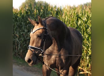 Oldenbourg, Hongre, 3 Ans, 168 cm, Gris noir