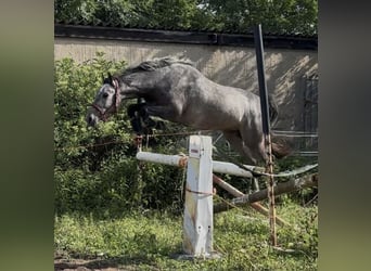Oldenbourg, Hongre, 3 Ans, 168 cm, Gris noir