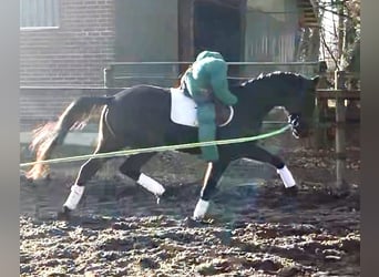 Oldenbourg, Hongre, 3 Ans, 168 cm, Noir