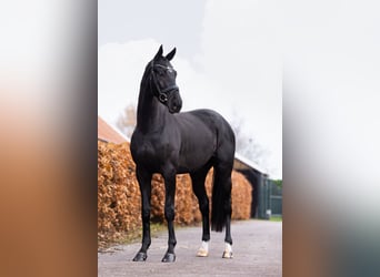 Oldenbourg, Hongre, 3 Ans, 168 cm, Noir