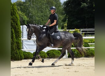 Oldenbourg, Hongre, 3 Ans, 168 cm, Rouan bleu