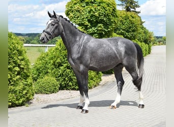 Oldenbourg, Hongre, 3 Ans, 168 cm, Rouan bleu