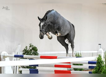 Oldenbourg, Hongre, 3 Ans, 168 cm, Rouan bleu