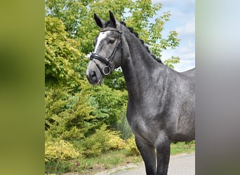 Oldenbourg, Hongre, 3 Ans, 168 cm, Rouan bleu