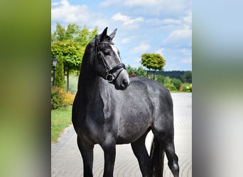 Oldenbourg, Hongre, 3 Ans, 168 cm, Rouan bleu