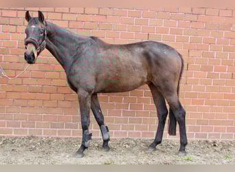 Oldenbourg, Hongre, 3 Ans, 169 cm, Bai brun