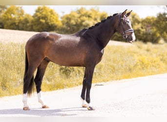 Oldenbourg, Hongre, 3 Ans, 169 cm, Bai brun