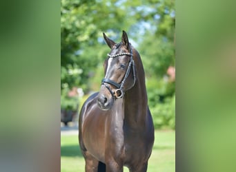 Oldenbourg, Hongre, 3 Ans, 169 cm, Bai brun foncé