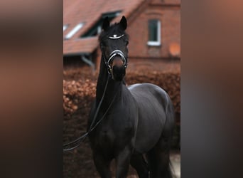 Oldenbourg, Hongre, 3 Ans, 169 cm, Bai brun foncé