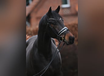 Oldenbourg, Hongre, 3 Ans, 169 cm, Bai brun foncé