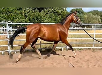 Oldenbourg, Hongre, 3 Ans, 169 cm, Bai