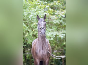 Oldenbourg, Hongre, 3 Ans, 169 cm, Noir
