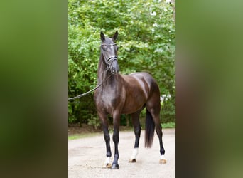 Oldenbourg, Hongre, 3 Ans, 169 cm, Noir