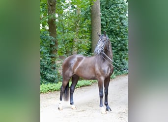 Oldenbourg, Hongre, 3 Ans, 169 cm, Noir