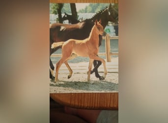 Oldenbourg, Hongre, 3 Ans, 170 cm, Alezan