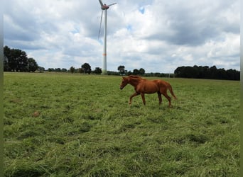 Oldenbourg, Hongre, 3 Ans, 170 cm, Alezan