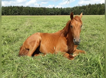 Oldenbourg, Hongre, 3 Ans, 170 cm, Alezan