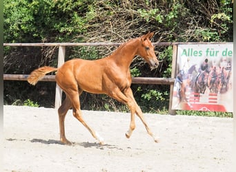 Oldenbourg, Hongre, 3 Ans, 170 cm, Alezan