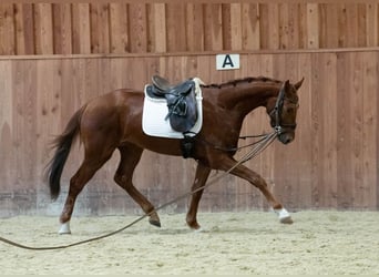 Oldenbourg, Hongre, 3 Ans, 170 cm, Alezan