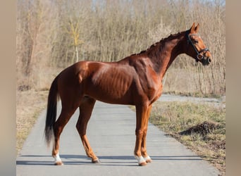 Oldenbourg, Hongre, 3 Ans, 170 cm, Alezan