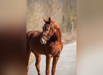Oldenbourg, Hongre, 3 Ans, 170 cm, Alezan
