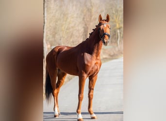 Oldenbourg, Hongre, 3 Ans, 170 cm, Alezan