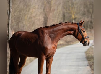 Oldenbourg, Hongre, 3 Ans, 170 cm, Alezan