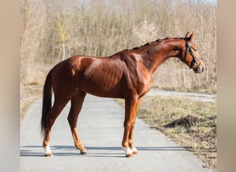 Oldenbourg, Hongre, 3 Ans, 170 cm, Alezan