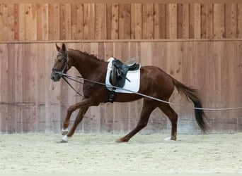Oldenbourg, Hongre, 3 Ans, 170 cm, Alezan