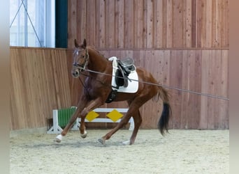 Oldenbourg, Hongre, 3 Ans, 170 cm, Alezan